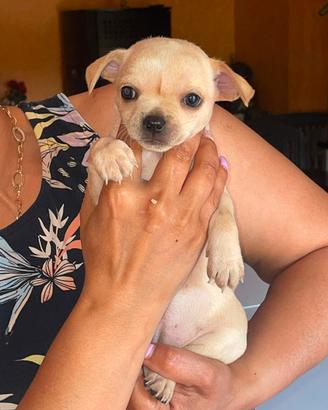 Cuccioli pincher chihuahua