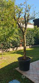albero di melograno invasato 