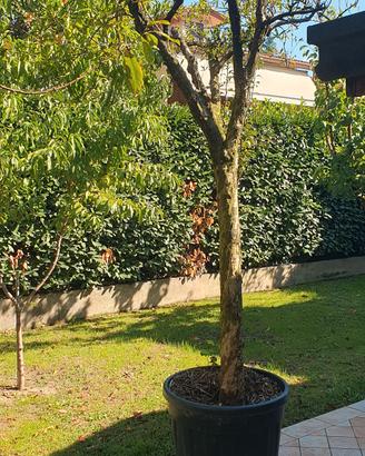 albero di melograno invasato 