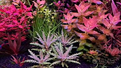 pogostemon helferi downoi red