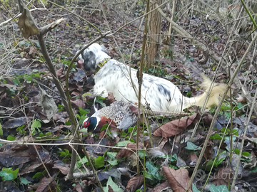 Setter inglese femmina