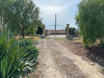 Villa vista mare con uliveto