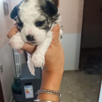 Cuccioli di maltipoo