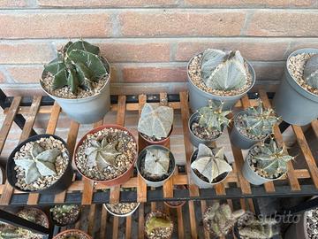 Cactus - 12 astrophytum in blocco