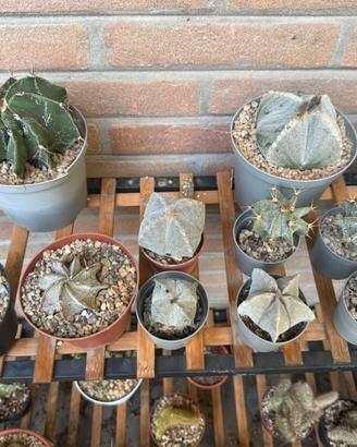 Cactus - 12 astrophytum in blocco