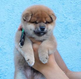 Dolcissimi cuccioli Shiba