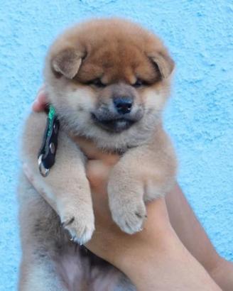 Dolcissimi cuccioli Shiba