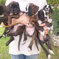 Cuccioli Boxer puri e sani