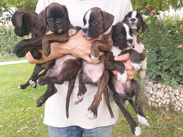 Cuccioli Boxer puri e sani