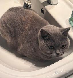gattina britisc 18 mesi 