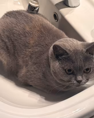 gattina britisc 18 mesi 