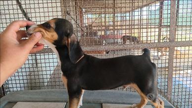Cucciolo di Segugio Maremmano