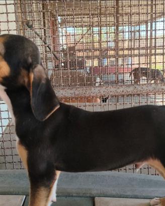 Cucciolo di Segugio Maremmano