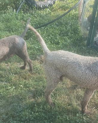 Cuccioli Lagotto Romagnolo da Tartufo