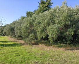 Terreni agricoli irrigui termoli