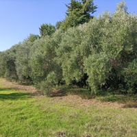Terreni agricoli irrigui termoli