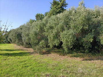 Terreni agricoli irrigui termoli