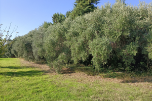 Terreni agricoli irrigui termoli