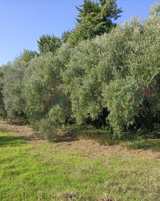 Terreni agricoli irrigui termoli