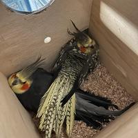 Coppia calopsite riproduttiva XXL