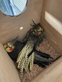 Coppia calopsite riproduttiva XXL