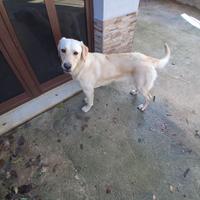 Cane femmina simil labrador