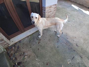 Cane femmina simil labrador