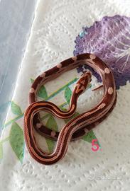 Serpente del Grano