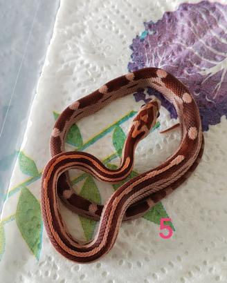 Serpente del Grano