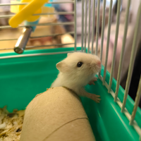 Criceti orsetti russi nani