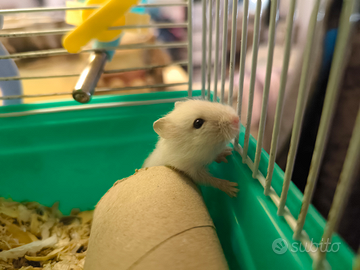 Criceti orsetti russi nani