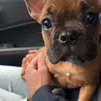 Bulldog francese maschio