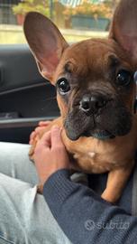 Bulldog francese maschio