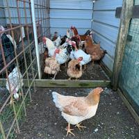 Disponibile galline anche gallo