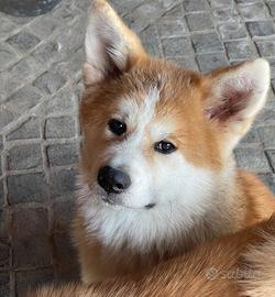 Cuccioli Akita Inu - Linee NIPPO