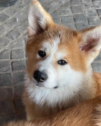 Cuccioli Akita Inu - Linee NIPPO