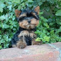 Cucciolo Yorkshire disponibile