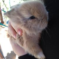 Coniglietti testa di leone