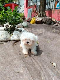 Maltese toy