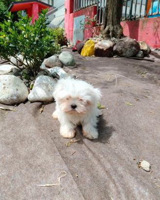 Maltese toy