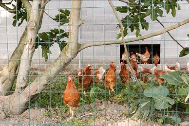Galline e pulcini uovaiole