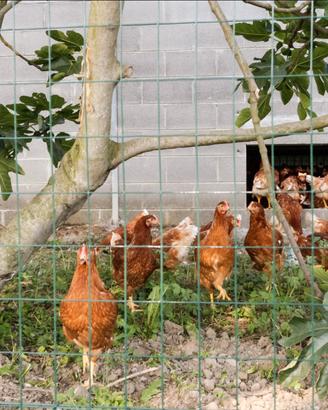Galline e pulcini uovaiole