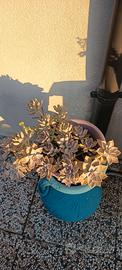 piante grasse succulente 