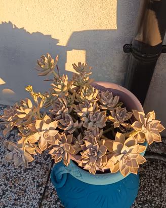 piante grasse succulente 