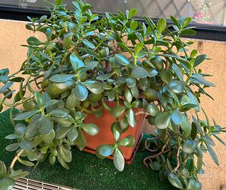 Pianta grassa Crassula