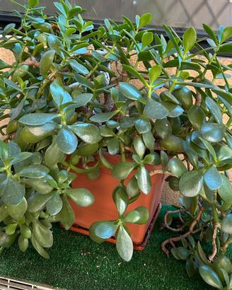 Pianta grassa Crassula
