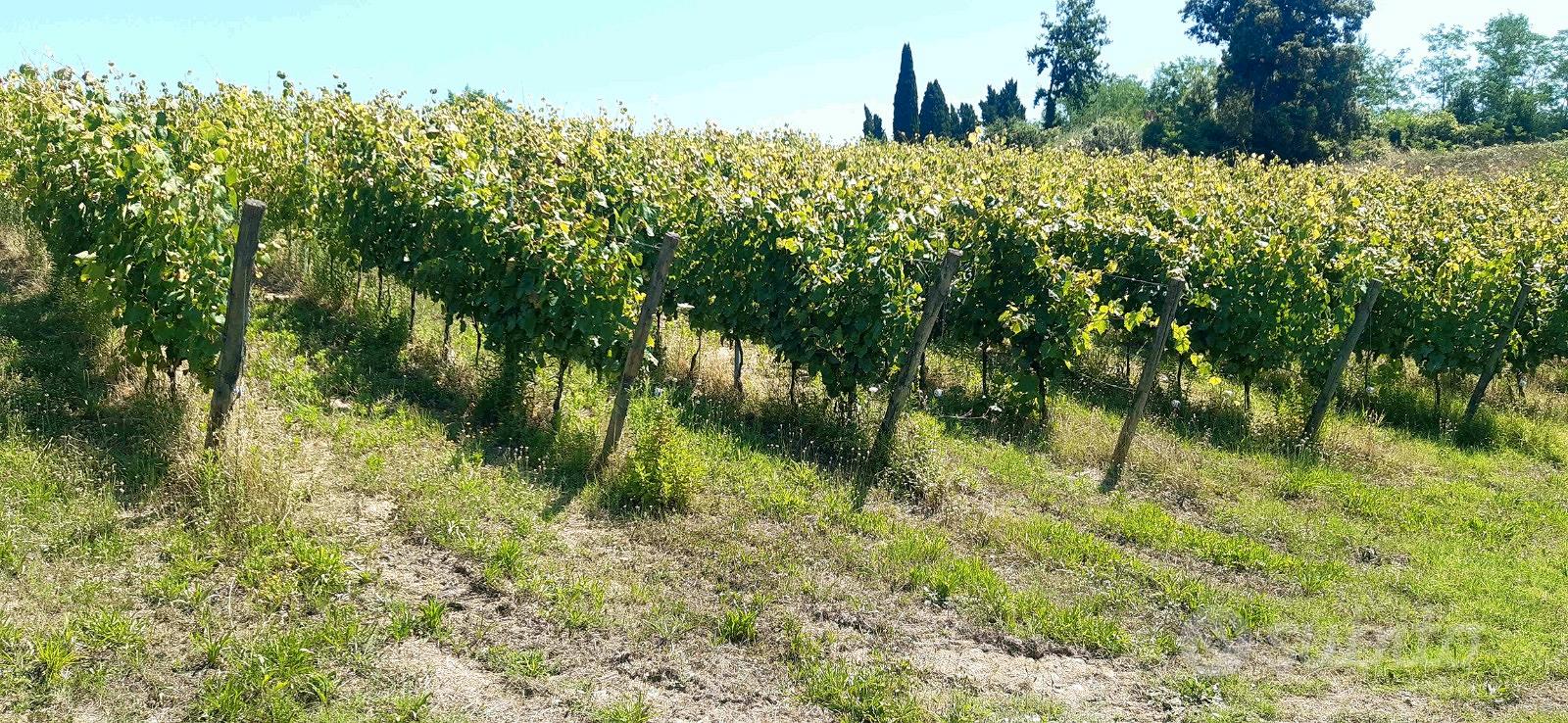 VIGNETI BIO in PRODUZIONE mq.54.400 - Terricciola - Vista 3