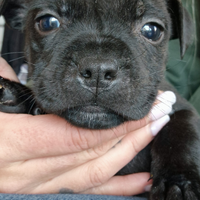 Cuccioli staffoshir bull terrier