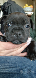 Cuccioli staffoshir bull terrier