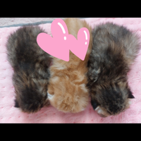 Gattini Persiani Esotici